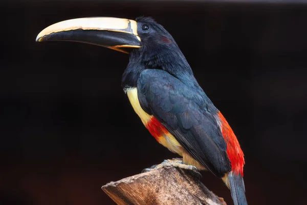 Exotiska Toucan fågel. Svart hals aracari, Pteroglossus aracari uppflugen på träd gren. — Stockfoto