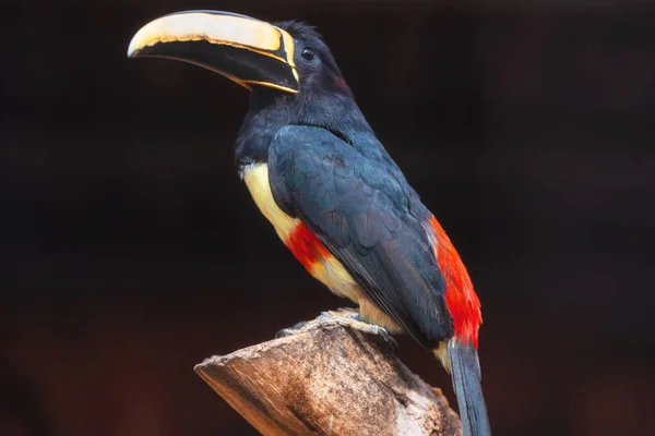 Exotiska Toucan fågel. Svart hals aracari, Pteroglossus aracari uppflugen på träd gren. — Stockfoto