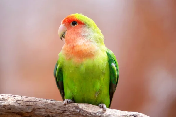 Nyasa dvärg papegoja eller Lilians dvärg papegoja, exotisk papegoja fågel, uppflugen på en trädgren. — Stockfoto