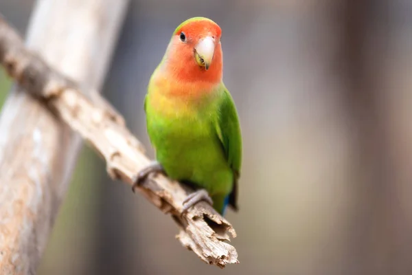 尼亚萨爱鸟或百合爱鸟, 异国情调的鹦鹉鸟, 栖息在树枝上. — 图库照片