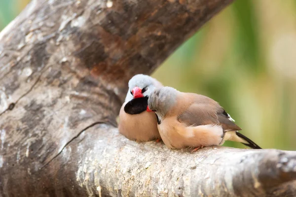 Joli couple de finchs oiseaux sur la branche de l'arbre . — Photo