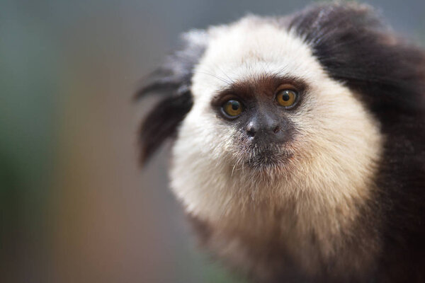 Портрет маленькой смешной обезьянки Черно-бугорчатой мартышки, Callithrix penicillata
 .