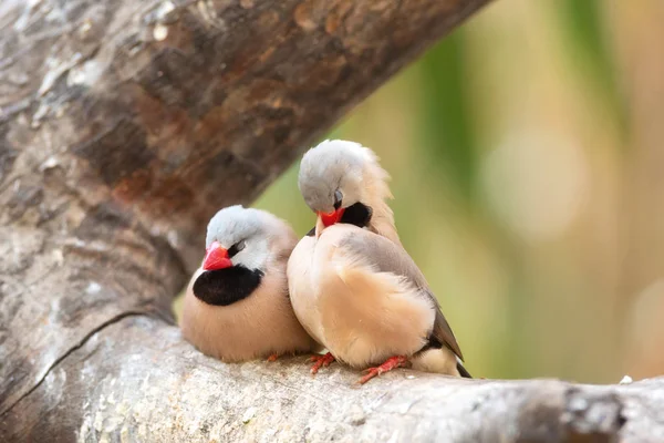 Cute couple of finchs birds on the tree branch. — Stock Photo, Image