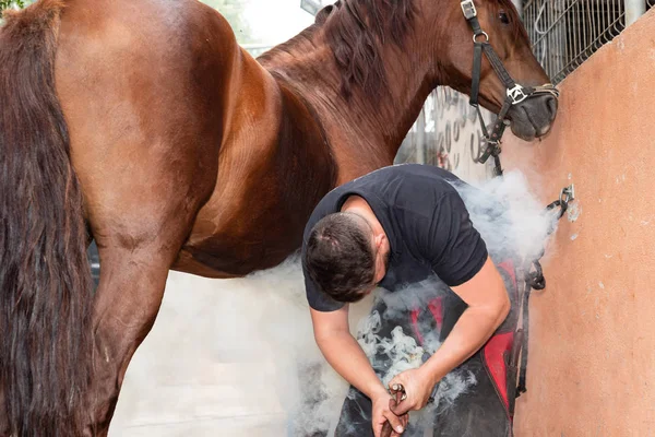 Hovslagare att placera den varma skon på hästar hoven. — Stockfoto