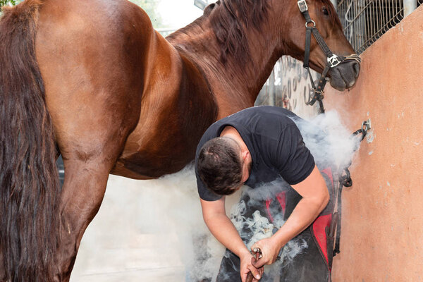 farrier placing the hot shoe on the horses hoof.