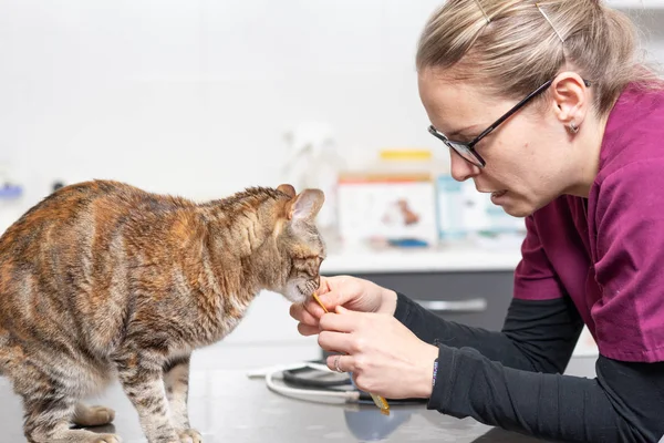 Veterinary doctor feeding a cat at veterinary clinic.