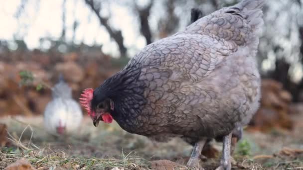 A group of free range hens enjoying eating grain and corn in the farmyard meadow. — Stock Video