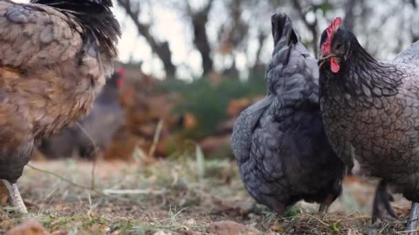Een groep van scharrel kippen genieten van graan en maïs in de boerenerf weide. — Stockvideo