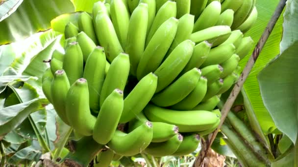 Bananenstrauß auf der Bananenplantage — Stockvideo