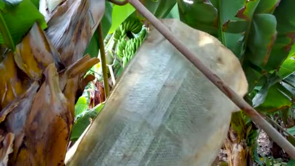 Μετά από πυροβολισμό ενός αγρότη που μετέφερε πράσινες μπανάνες στη φυτεία μπανάνας. — Αρχείο Βίντεο