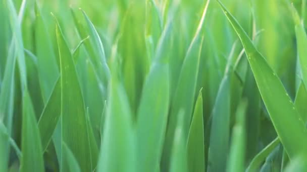 Vista de ángulo bajo, primer plano, cámara moviéndose hacia adelante a través de hierba de trigo verde. Primavera y ecología o agricultura . — Vídeo de stock