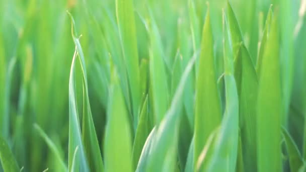 Niski kąt widzenia, zbliżenie, kamera porusza się do przodu przez zieloną pszenicę trawy. Wiosna i ekologia lub rolnictwo tło. — Wideo stockowe