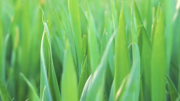Vue à angle bas, gros plan, caméra se déplaçant vers l'avant à travers l'herbe de blé vert. Printemps et écologie ou agriculture .