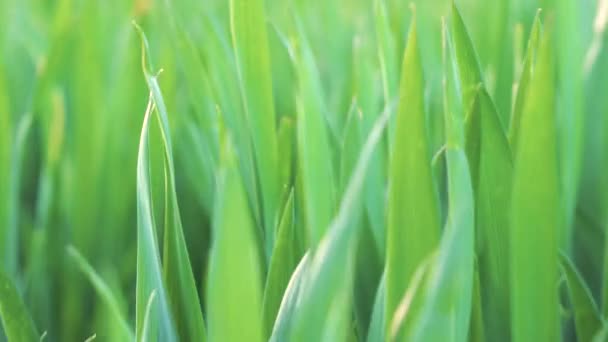 Vista a basso angolo, primo piano, fotocamera che si muove in avanti attraverso l'erba di grano verde. Primavera ed ecologia o agricoltura . — Video Stock