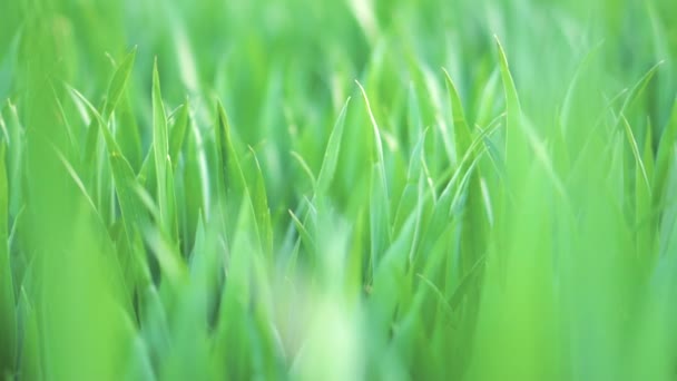 Niski kąt widzenia, zbliżenie, Dolly strzał zielonej pszenicy trawy. Koncepcja wiosny i ekologii lub rolnictwa. — Wideo stockowe