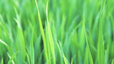 Bahar Esintisi'nde yavaşça Sallanan Grass'ı kapatın. Doğa eko kavramı