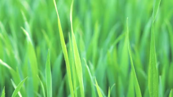 Primer plano de la hierba suavemente balanceándose en la brisa de primavera. Naturaleza concepto ecológico — Vídeo de stock