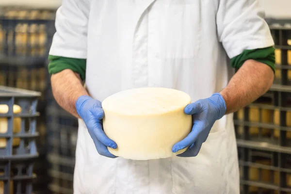 Fabricante de queso sosteniendo la rueda de queso en el almacenamiento de queso durante el proceso de envejecimiento . — Foto de Stock