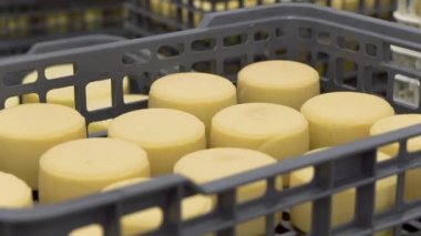 Peynir fabrikası deposunda kutularda düzenlenmiş peynir.