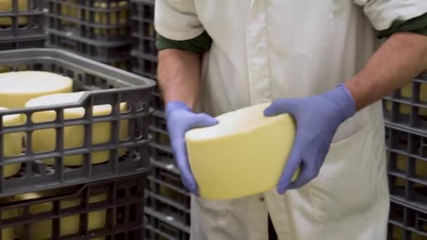 Fabricante de queijo segurando roda de queijo no armazenamento de queijo durante o processo de envelhecimento . — Vídeo de Stock