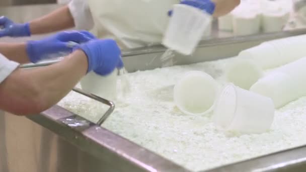 Cheese production industry. Dairy workers close up preparing cheese raw dough into molds. — Stock Video