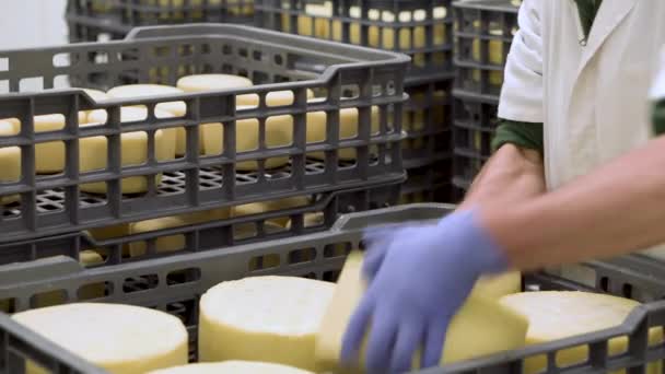 Handsome cheesemaker is checking cheeses seasoning at dairy factory in 4k UHD video. — Stock Video