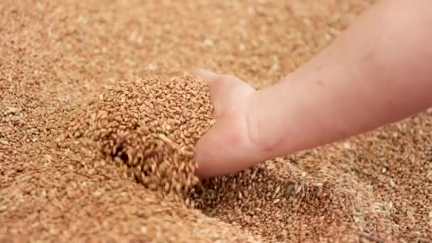 Αργή κίνηση κοντινό πλάνο των χεριών των αγροτών που κρατούν κόκκους σιταριού μετά από καλή συγκομιδή. — Αρχείο Βίντεο