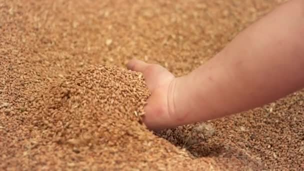 Movimento lento close-up tiro de mãos agricultor segurando grãos de trigo após a boa colheita . — Vídeo de Stock