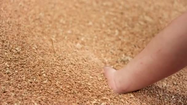 Movimento lento close-up tiro de mãos agricultor segurando grãos de trigo após a boa colheita . — Vídeo de Stock