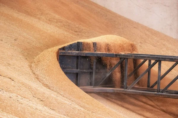 Carregador de rodas trabalhando em armazém de trigo grão. Indústria agrícola . — Fotografia de Stock