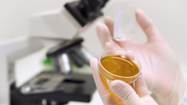 Laboratuvarda petri kabını inceleyen araştırmacı. — Stok video