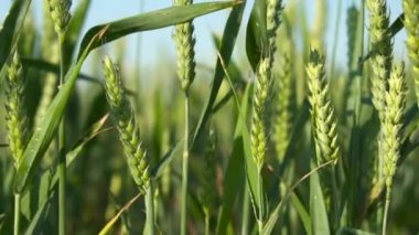 Dolly Alan Close-Up Yeşil Buğday Sapları vurdu.