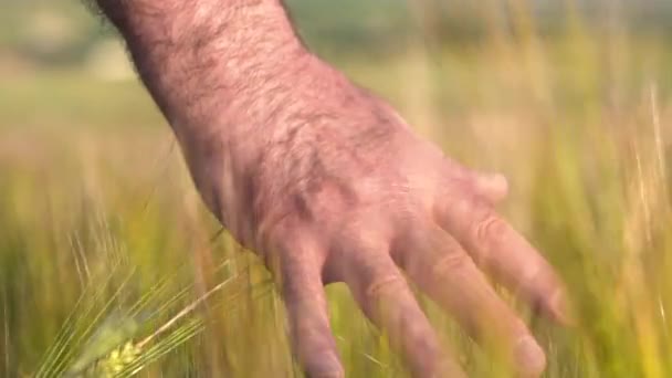 Mayores adulto granjero mano sintiendo la parte superior de un campo de cultivo de cebada al atardecer. Concepto de cosecha agrícola . — Vídeo de stock