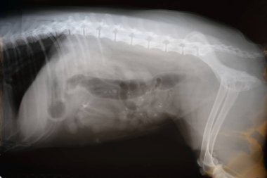 Köpeğin yan görüşünün röntgeni. Veteriner tıbbı, veterinerlik anatomisi kavramı..