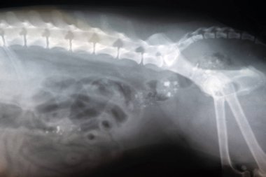 Köpeğin yan görüşünün röntgeni. Veteriner tıbbı, veterinerlik anatomisi kavramı..