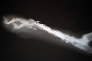 Köpek patisinin radyografisi. Yaralı bir köpek patisinin gerçek x ışını görüntüsü.