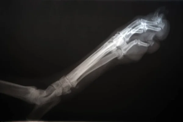 Röntgenaufnahme einer Hundepfote. Echtes Röntgenbild einer verletzten Hundepfote. — Stockfoto