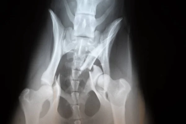 Röntgenbild einer gebrochenen Hüfte bei einem Hund. — Stockfoto