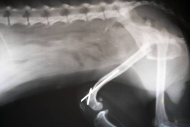 Köpeğin yan görüşünün röntgeni. Veteriner tıbbı, veterinerlik anatomisi kavramı..