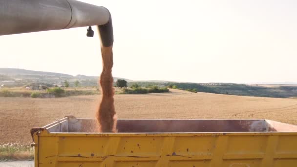 Kombájn rakodási gabona egy teherautó pótkocsi. Öntött búza gabona a traktor pótkocsi betakarítás után a területen. — Stock videók