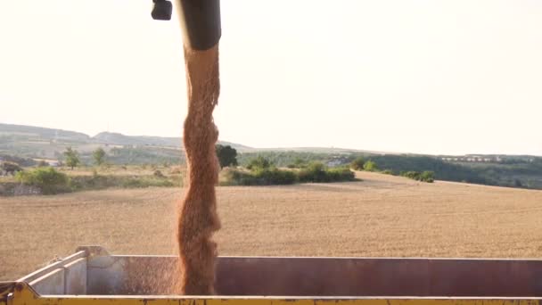 Skördetröskor i en lastbilstrailer. Hälla vetekorn i Traktor Trailer efter skörd på fältet. — Stockvideo