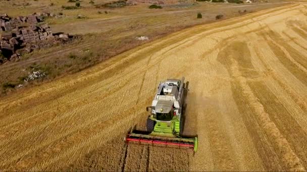 Flygfoto Kombinera skördemaskinen samlar vetet vid solnedgången. Skördar sädesfält, skördesäsong. — Stockvideo