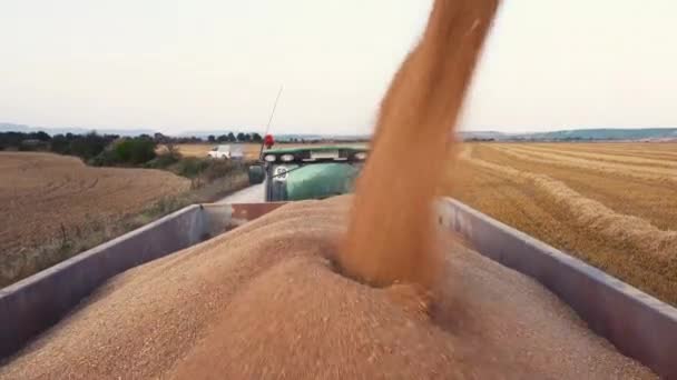 Kombajn zbożowy załadunek ziarna do przyczepy ciężarówki. Wylewanie ziarna pszenicy do przyczepy ciągnika po zbiorze na polu. — Wideo stockowe