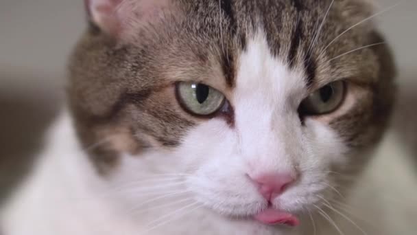 Primer plano de un gato divertido lame la boca en cámara lenta . — Vídeos de Stock