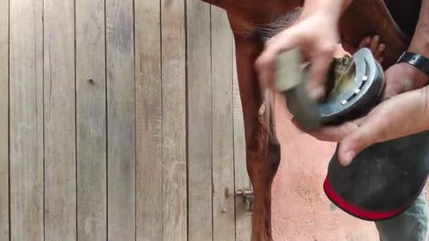 Arrastrando un caballo. Maestro herrero cortando y herrando un caballo. Copiar espacio . — Vídeo de stock