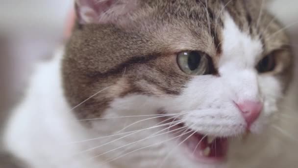 Close up of angry cat hissing. — Stock Video