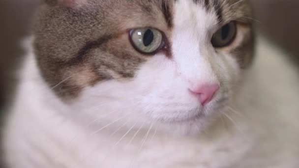Close-up van Angry Cat sissende. — Stockvideo