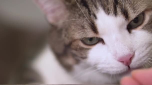 Gros plan d'une femme nourrissant un chat à la main. Chat drôle manger et mâcher .