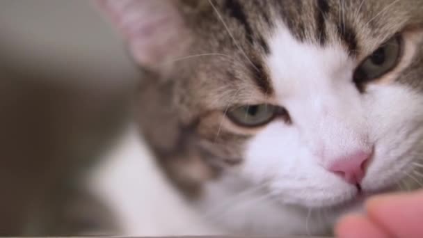 Primer plano de la mano de una mujer alimentando a un gato. Divertido gato comiendo y masticando . — Vídeos de Stock