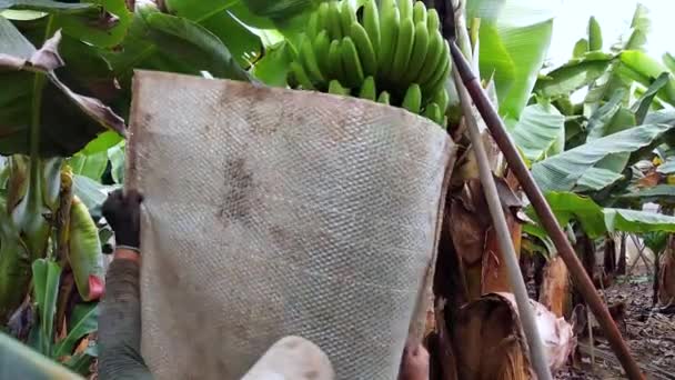 Σοδειά μπανάνας σε φυτεία μπανάνας. Εργαζόμενοι κατά τη συγκομιδή μπανάνας. — Αρχείο Βίντεο